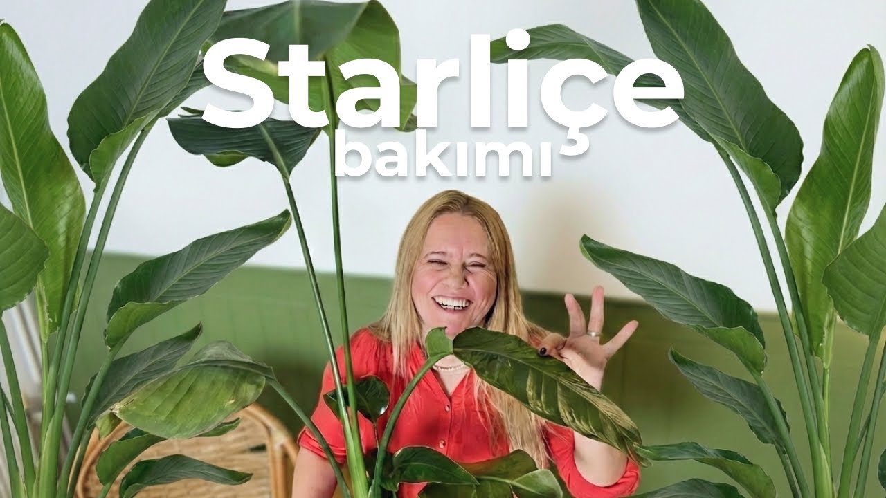 Starliçe Çiçeği Nasıl Bakılır? Toprak, Saksı ve Sulama Rehberi 🌿