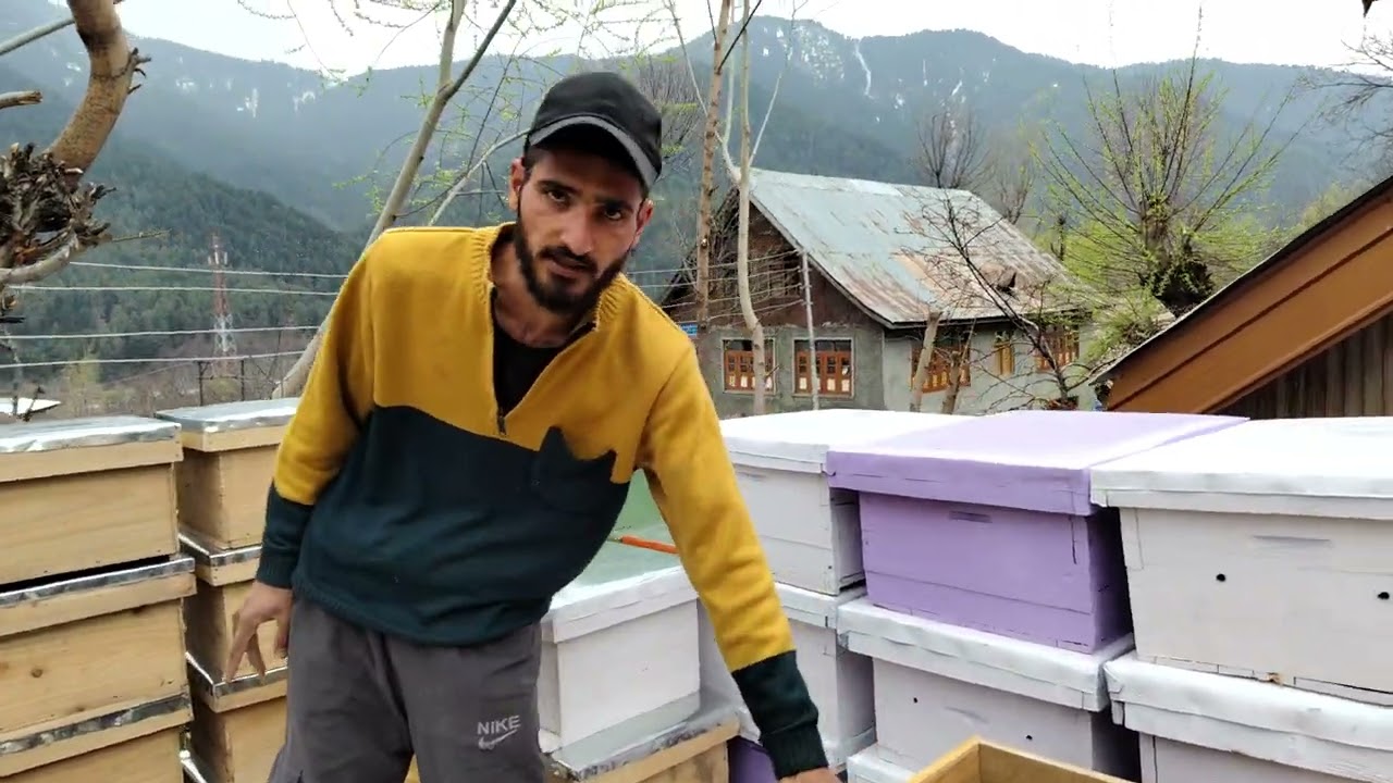 Dasi bees box 