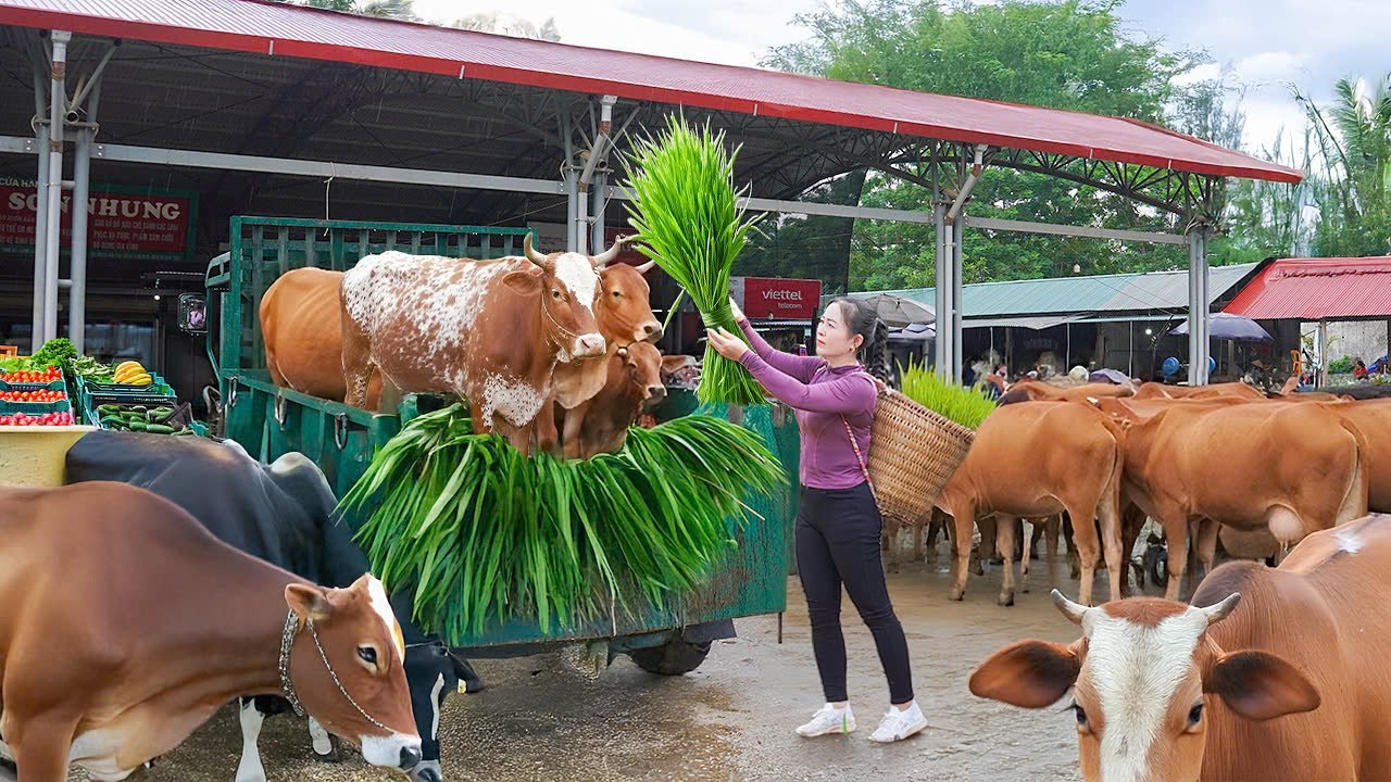 Farm Life: Buy 1000+ Cows from Farmers – Cow Cart Driver Girl Transport to Countryside Market Sell
