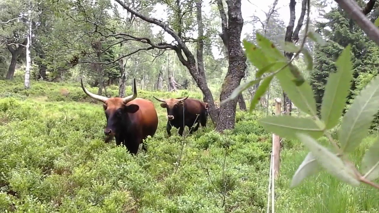 Heckrinder weiden im Nationalpark Schwarzwald