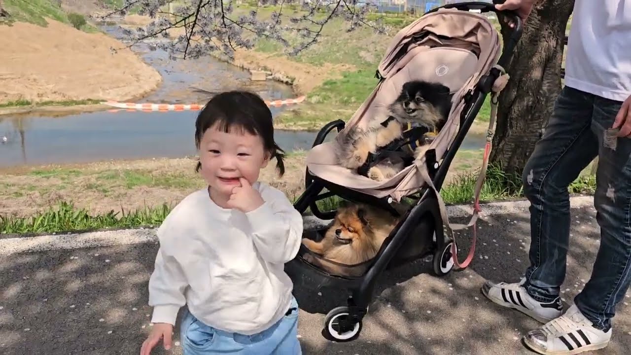 아기랑 강아지 자리가 바꼈어요 | 충주맨 도시 벚꽃 여행