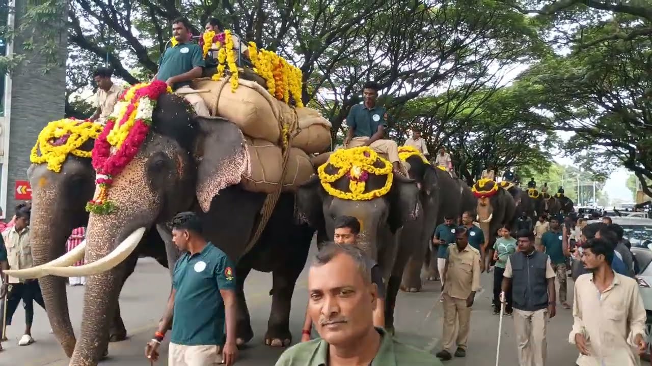 Mysuru Dasara Elephants 2025 | Majestic Walk | World Famous Dasara 🐘🙏