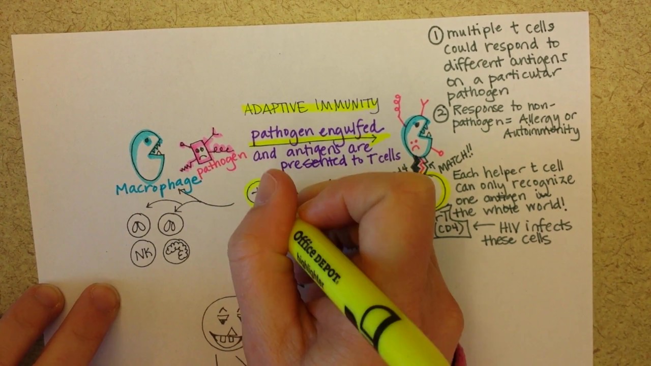Adaptive Immunity, Part 1