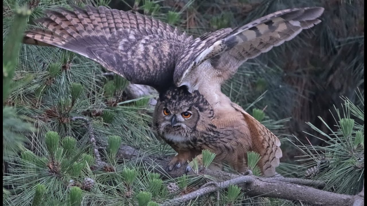 부엉이를 보면 복이 옵니다. Seeing an owl brings good luck. #owl #부엉이