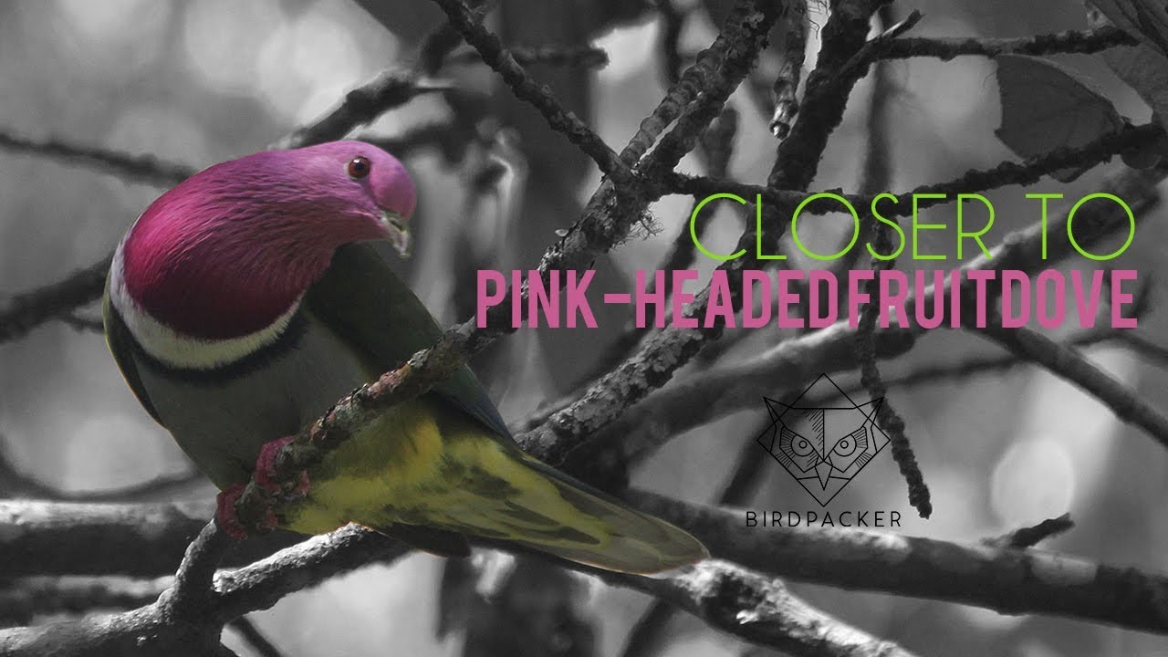 Burung Dara Paling Indah di Jawa - Walik Kepala-ungu (Closer to Pink-headed Fruit-dove)