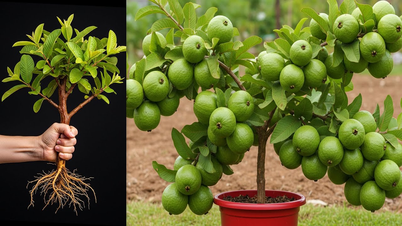 Grow Guava Tree FAST with This Pro Tips! _ The Best Ideas for Growing Guava Tree! #guava #live