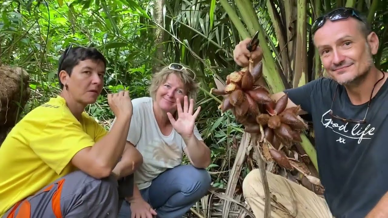 Salak: the snake fruit