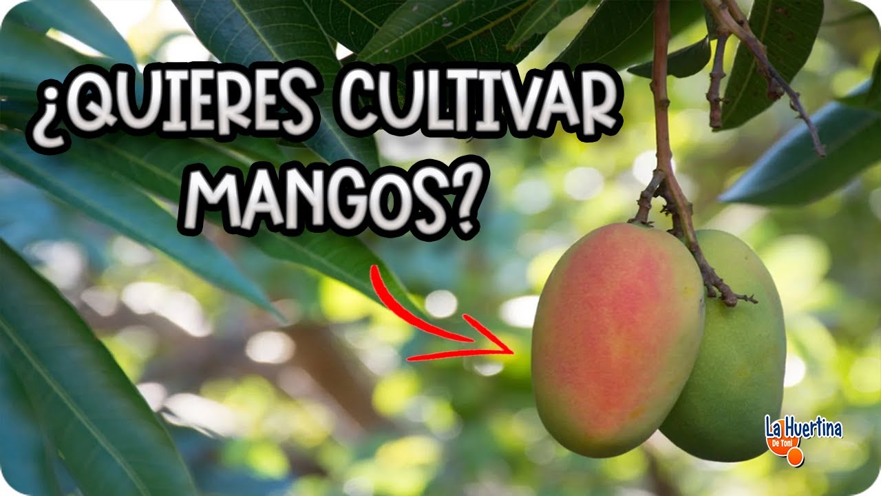 Plantar Árbol De Mango - Como Y Cuando Hacerlo, Necesidades Y Cuidados || La Huertina De Toni