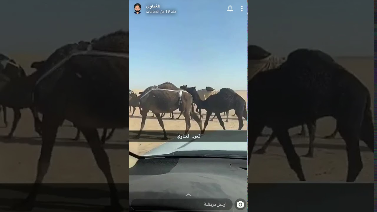 شايب بدوي معصب ... نهار المزاين