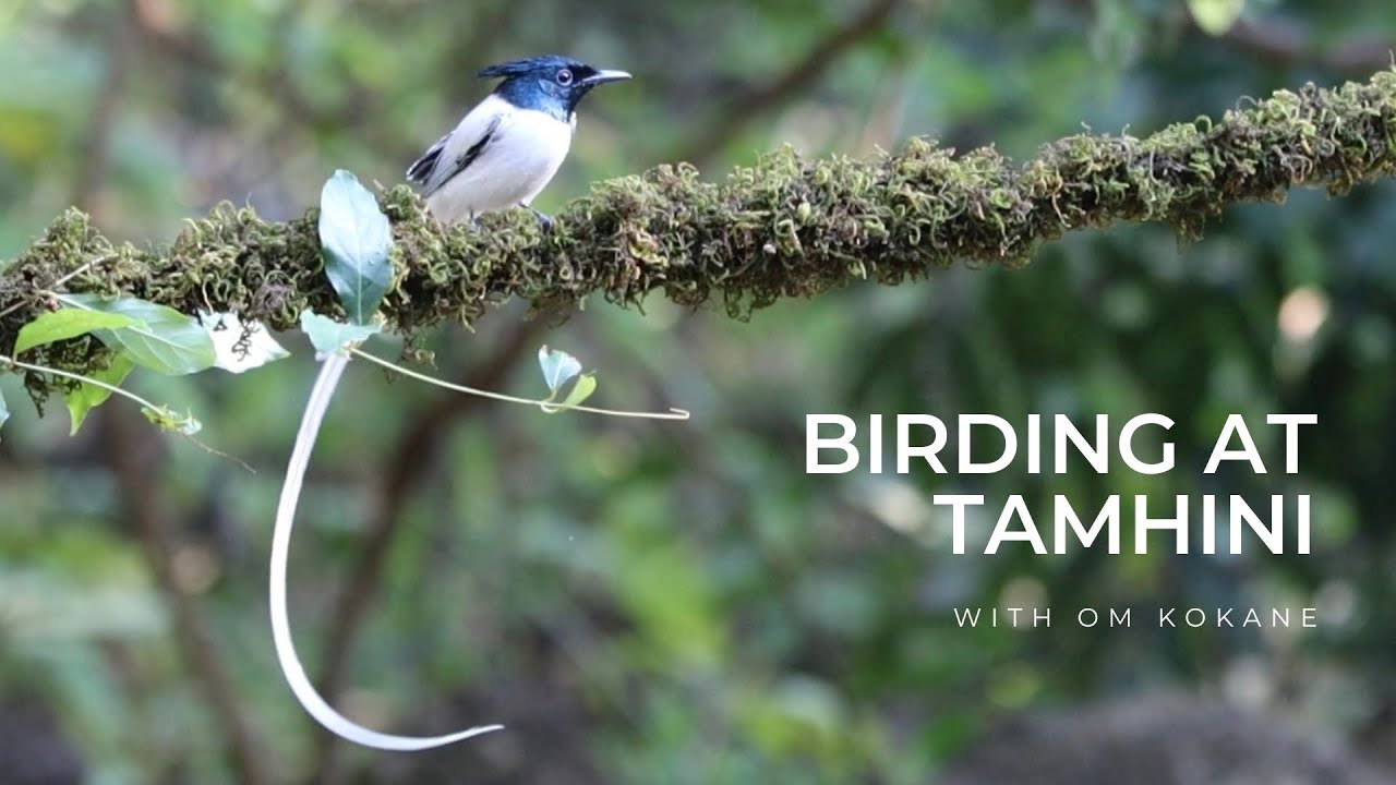 Birding in Tamhini | Bird hides | Part 3 | Tamhini Nature Nest | Nature Web