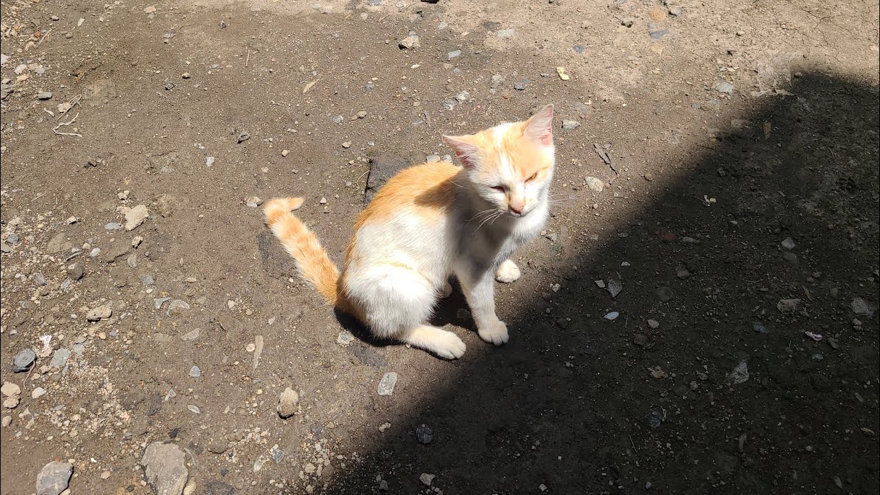 Cat lover YOUTUBE 😻🐈 CAT LIFE 🐈 