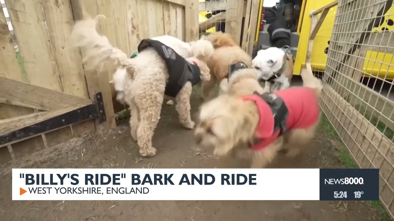 «Поездка Билли» Bark and Ride