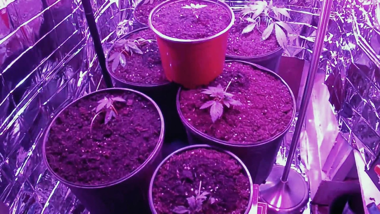 EP.1 Quantum Kush 
