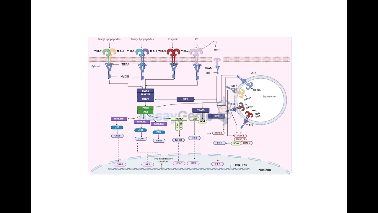 Toll-Like Receptor Signaling Pathways, A Key to Innate Immunity