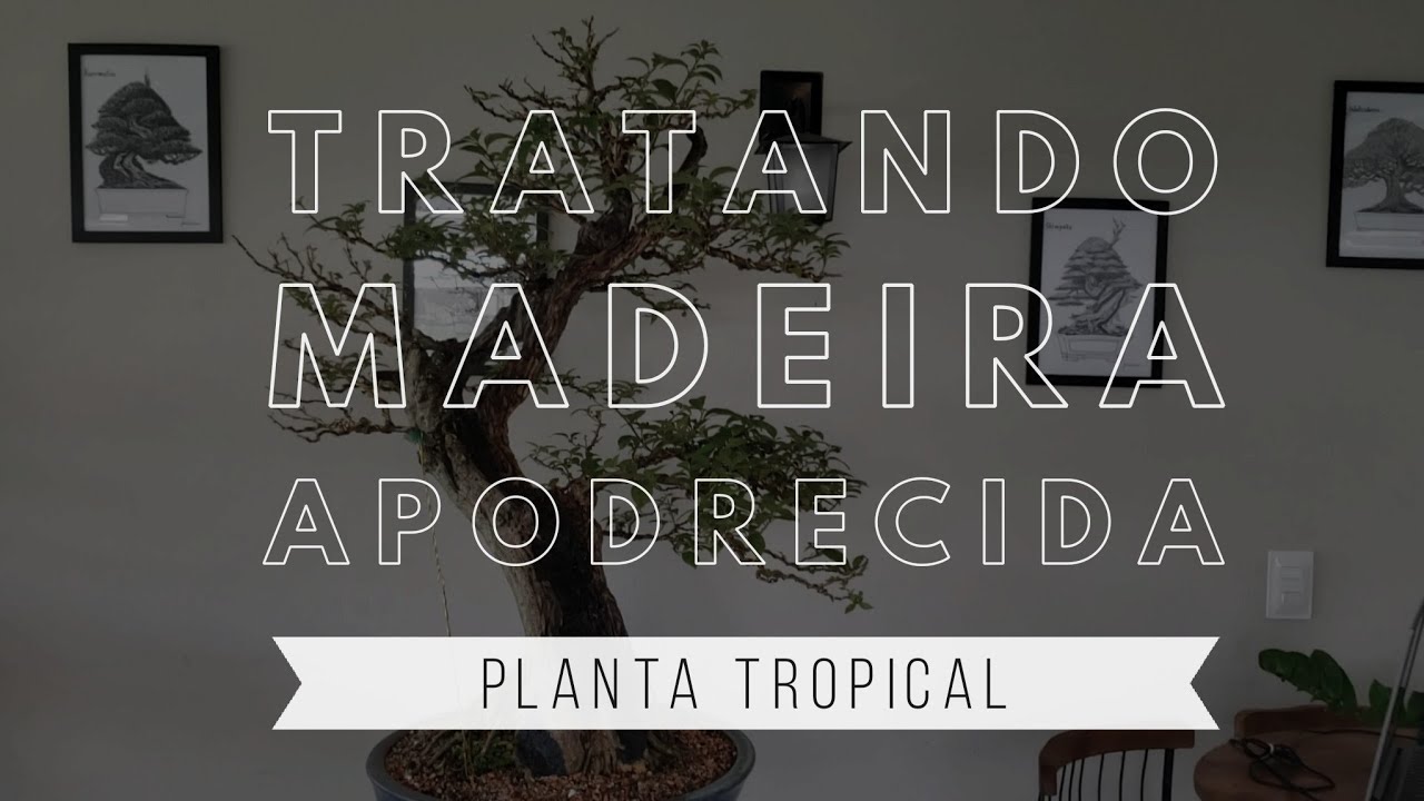 Como cuidar da madeira podre de bonsai - Explica&ccedil;&atilde;o Biol&oacute;gica