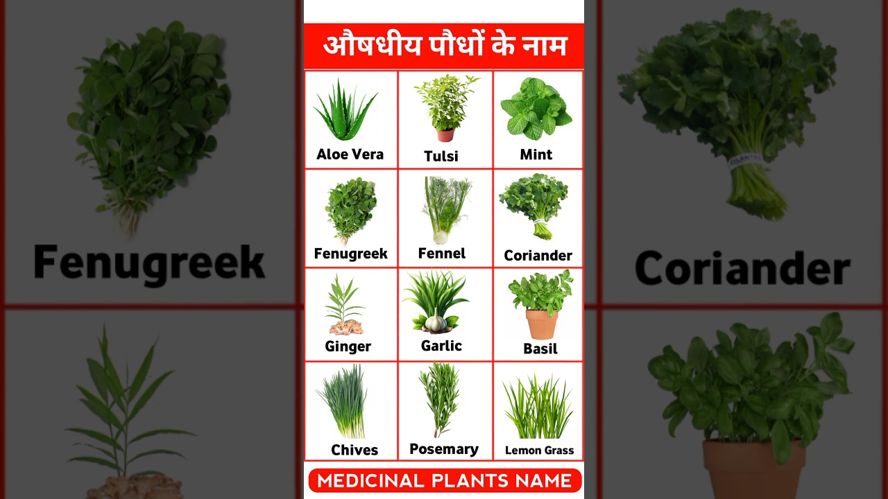 Medicinal plants name 🌱🌵, #shorts #shortsfeed  #plantsname #plant