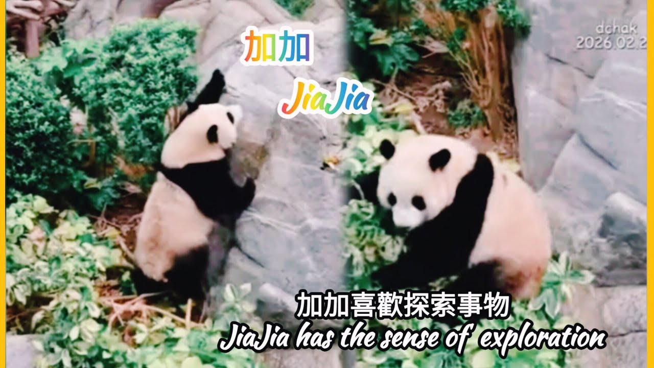 家姐加加極有冒險精神 Elder sister JiaJia really has the spirit of adventure 