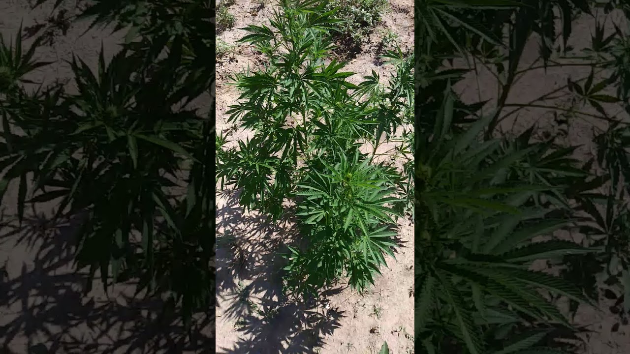 2019 marijuana grow out doors