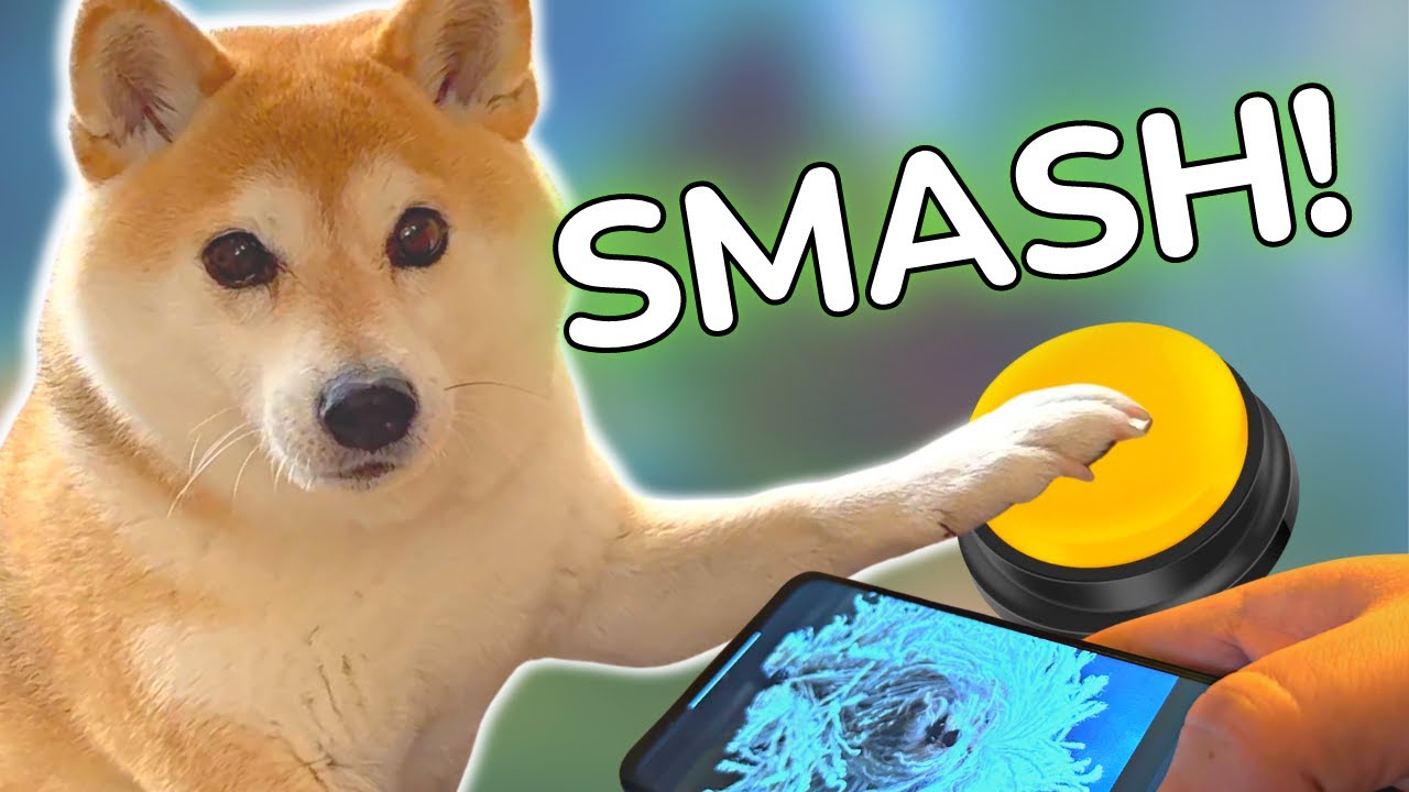 Dog plays SMASH or PASS with Talking Buttons