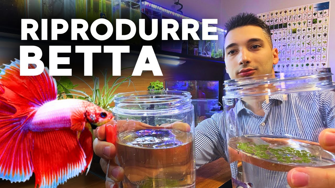 RIPRODURRE BETTA - diventa troppo facile con questo metodo!
