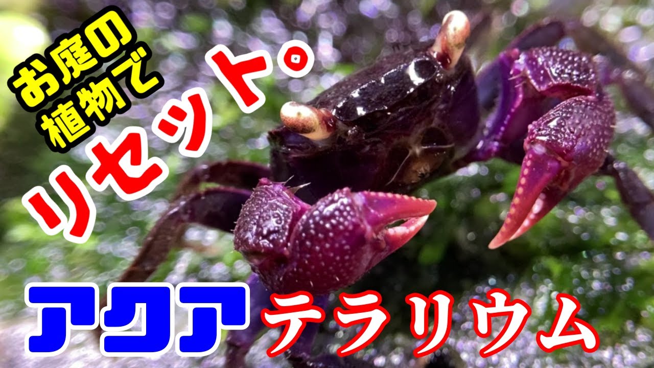 【アクアリウム/熱帯魚水槽】アクアテラリウムをフルメンテナンス、オジギソウを使ってレイアウトする/トビハゼ水槽、餌にハイジャンプ、記録更新か/熱帯魚市場でマングローブを購入、汽水水槽に植林する