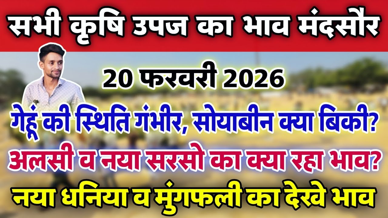 सभी कृषि उपज का भाव मंदसौर मंडी 20 फरवरी 2026 | Mandsaur Mandi ka bhav #mandsaur_mandi_bhav 