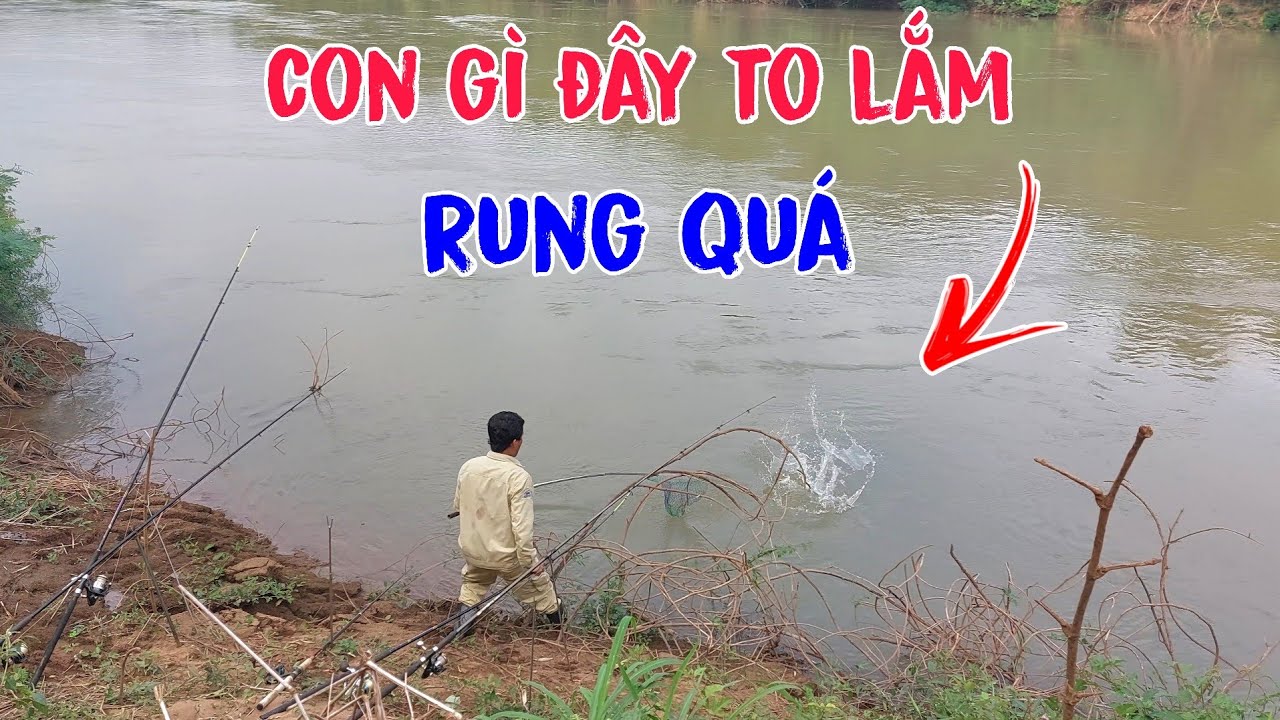 Câu Cá Tra Sông Bé Ngày Nước Lớn Đụng Hàng To Khủng Quá Đã Rồi Cả Nhà Ơi / Hunting giant fish