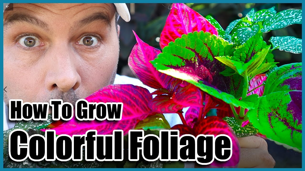 How To Grow Coleus, Bloodleaf and Polkadot Plant - In Any Climate
