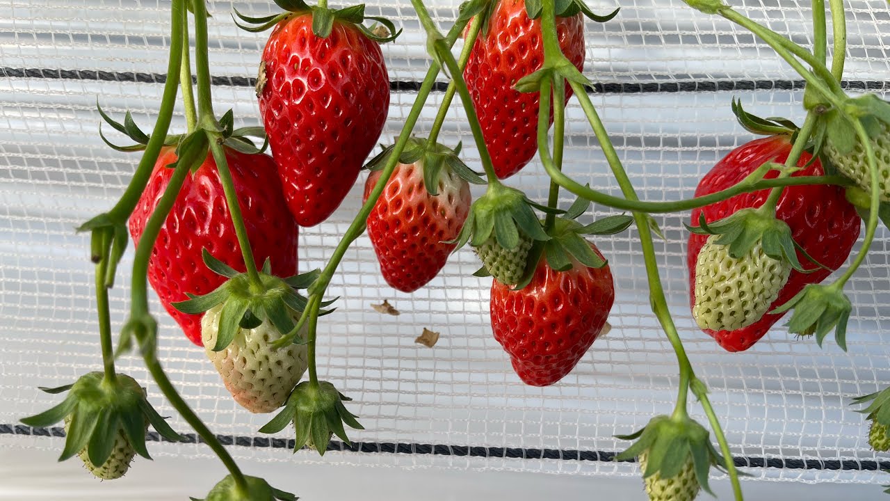 ไลฟ์สดเข้าสวน#ลูกใหญ่กว่านี้มีไหม🍓🍓🍓