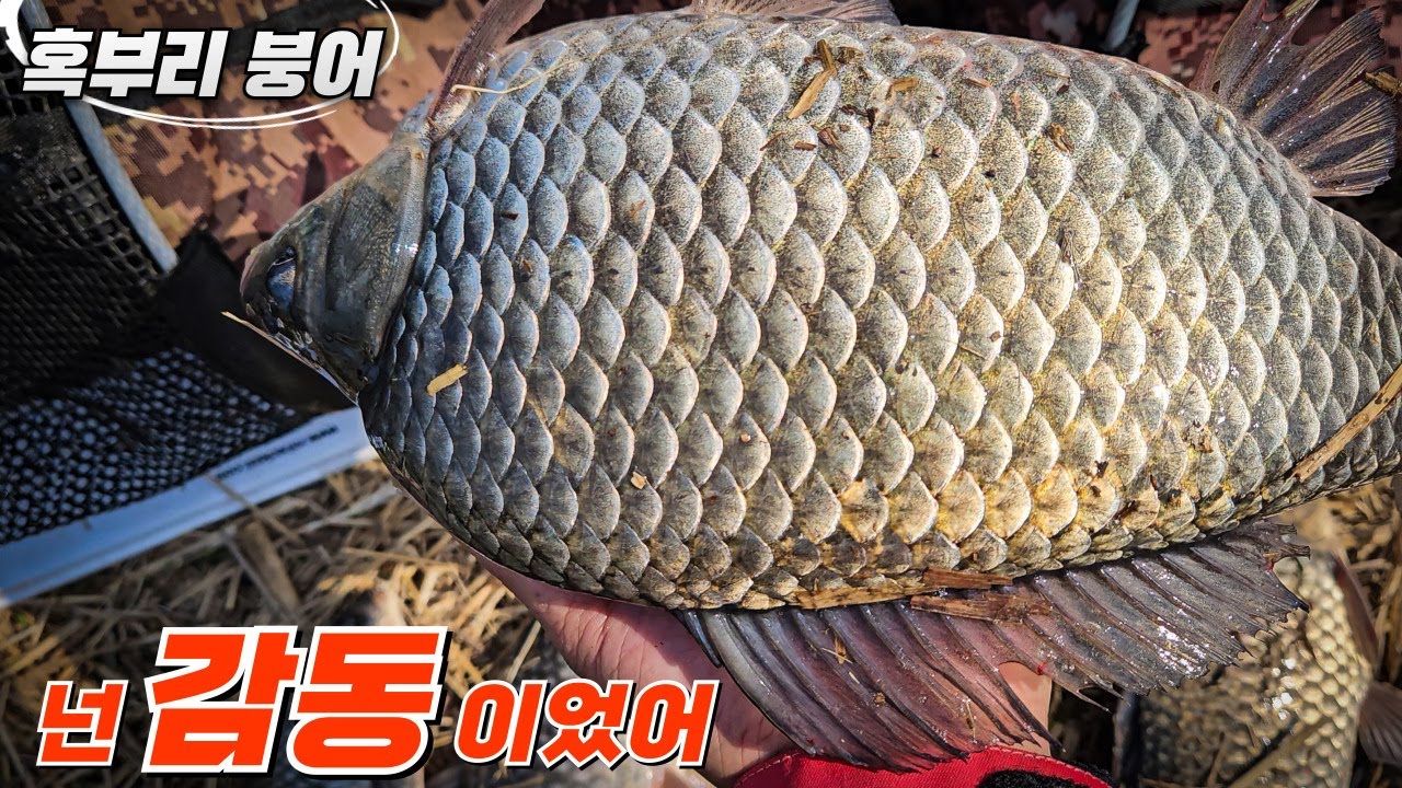 혹부리붕어 넌 감동이었어