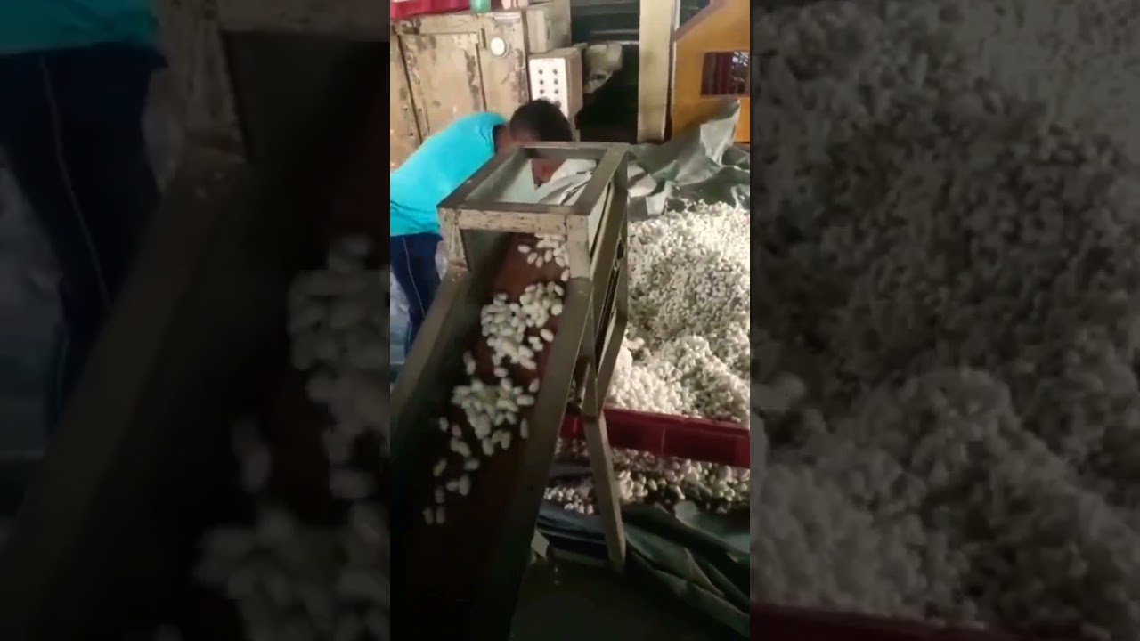 drying of silk cocoon by hot air drier 