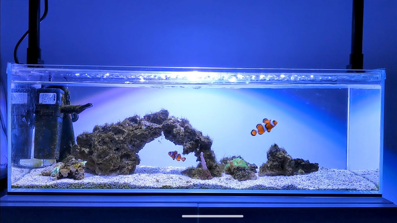 SIMPLE NANO REEF TANK UPDATE - Fighting Hair Algae - No Sump