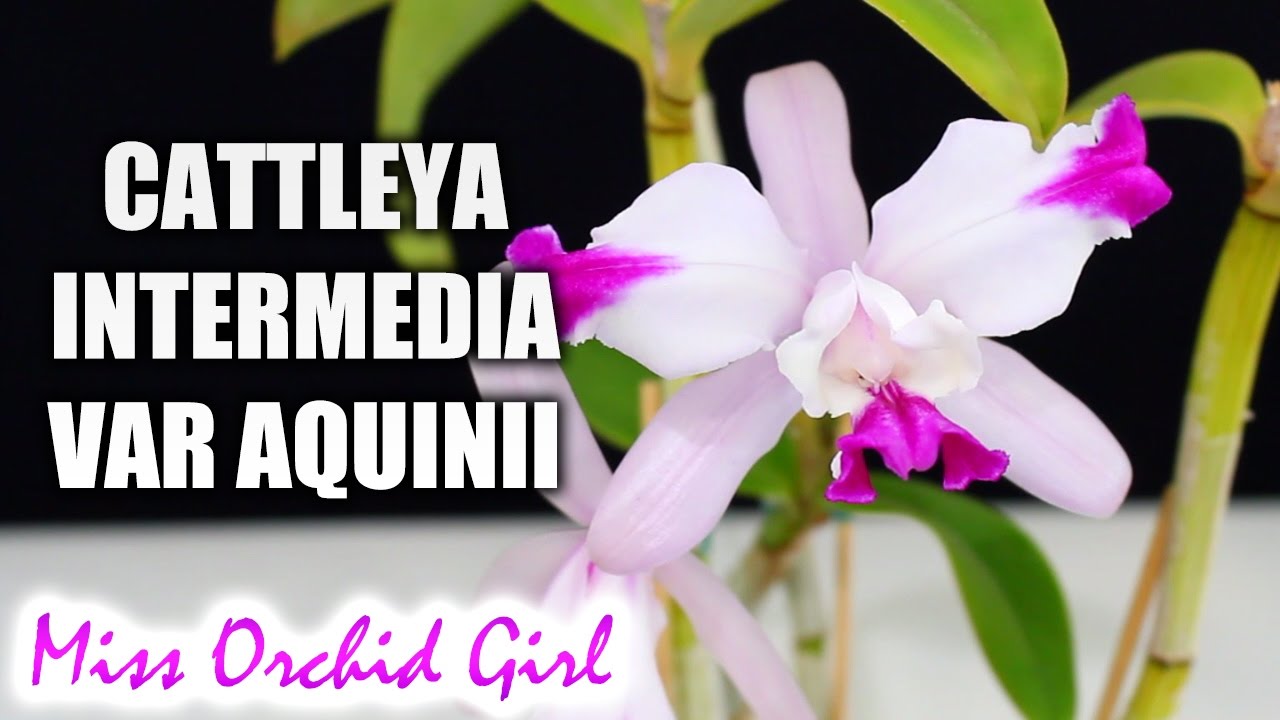 Cattleya intermedia var. aquinii - The first Cattleya Orchid species to bloom!