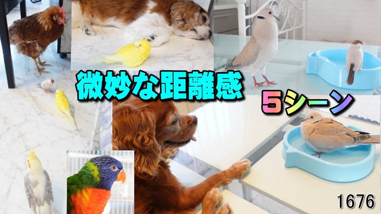 ちょっと距離感がある時の犬と鳥❓5シーン❣｜セキセイインコ キャバリア犬 オカメインコ 鶏 文鳥 鳩 #1676