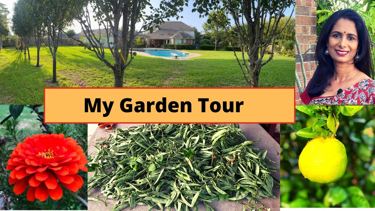 Garden tour in Texas in Tamil/English.எனது தோட்ட சுற்றுப்பயணம்.