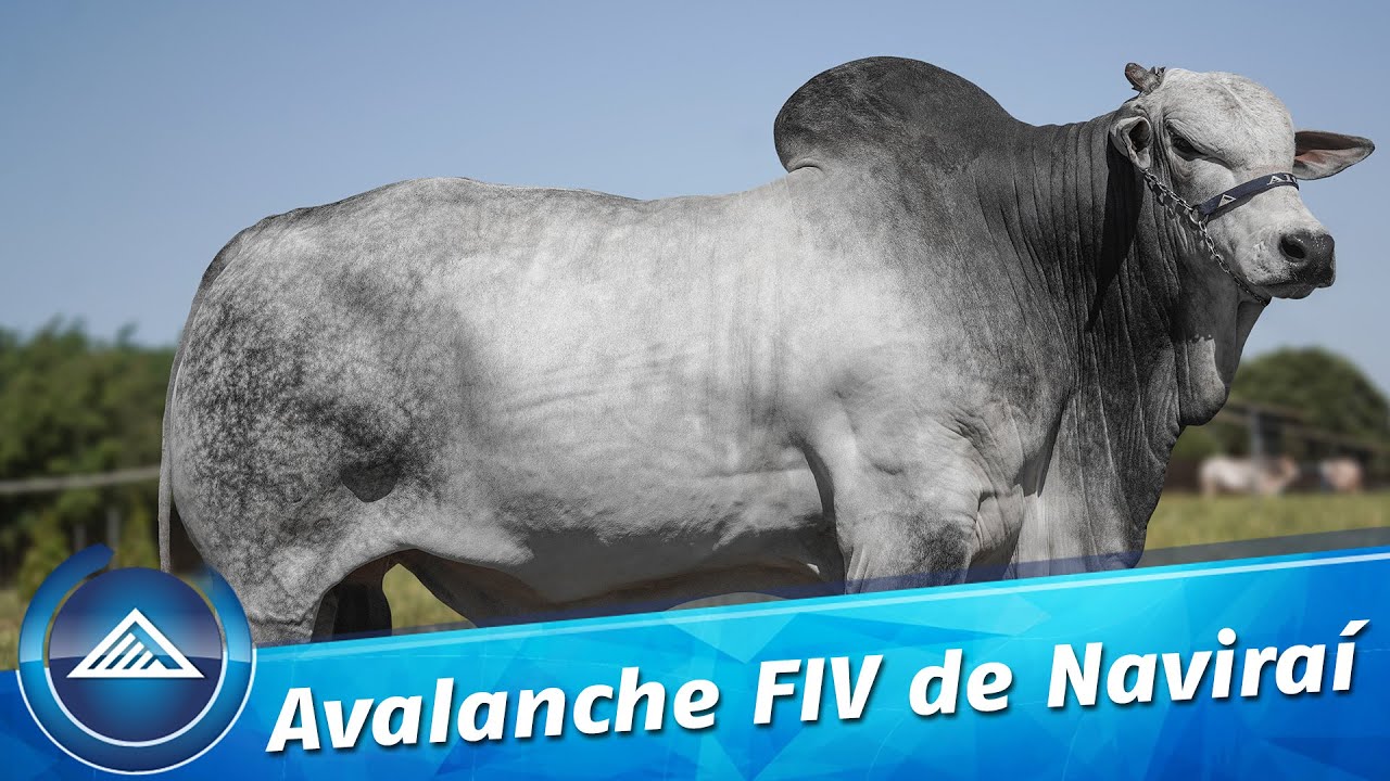Avalanche FIV de Naviraí