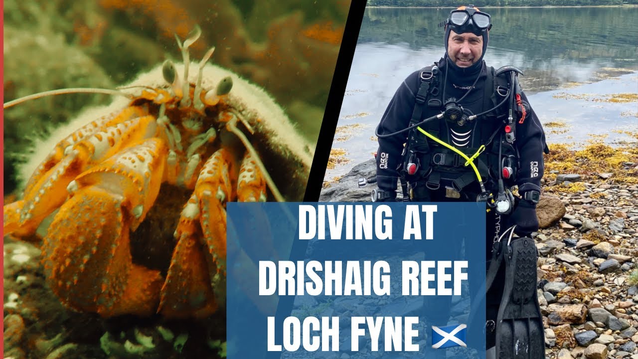 Shore dive Drishaig Reef Loch Fyne Scotland