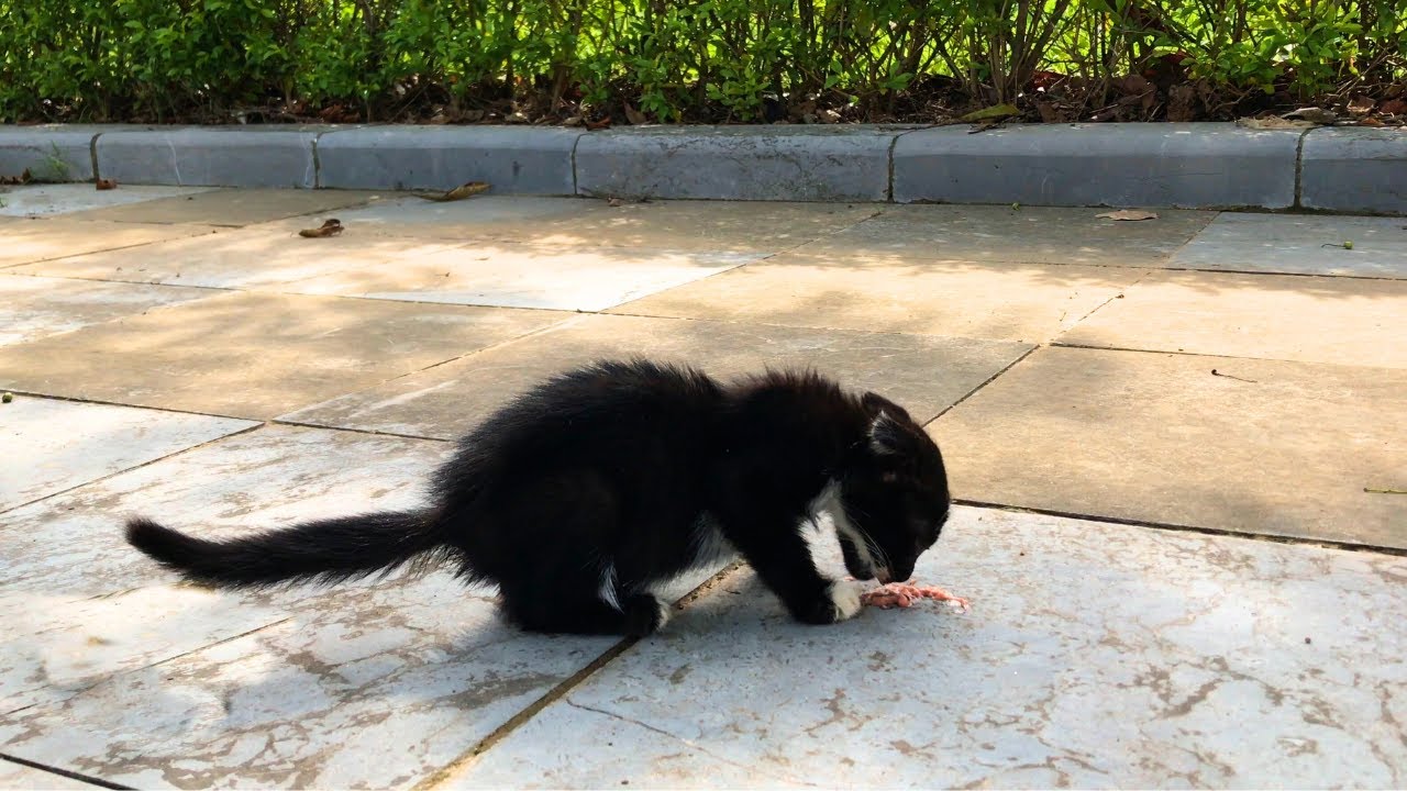 The lost kitten was happy to see me coming.