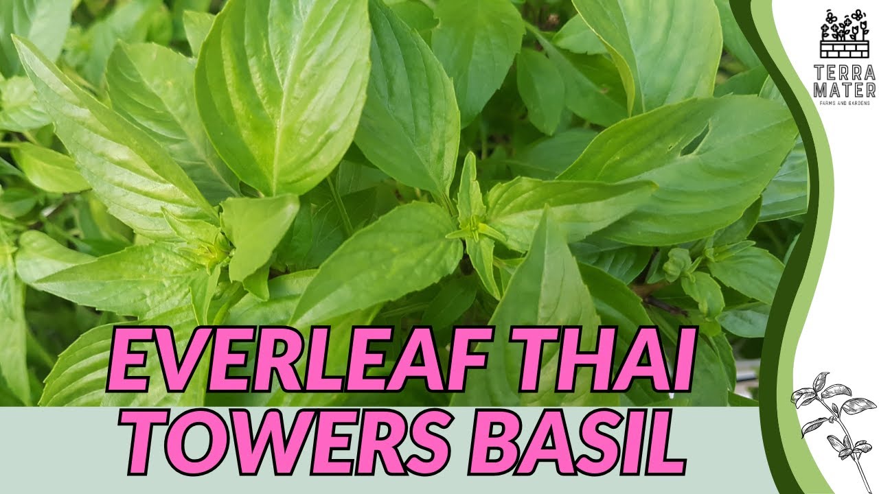 Introduction to Everleaf Thai Towers Basil (Ocimum basilicum): Bold Flavor Meets Compact Power!