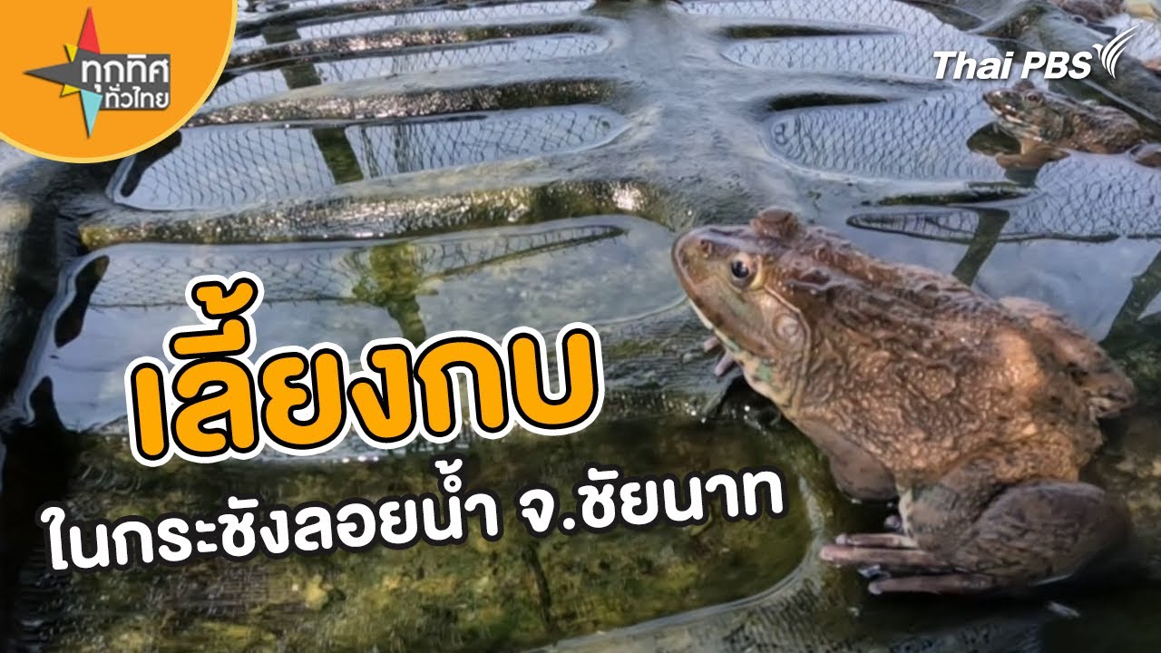 เลี้ยงกบในกระชังลอยน้ำ จ.ชัยนาท | อาชีพทั่วไทย