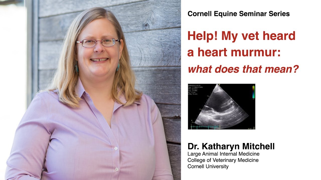 Help! My vet heard a heart murmur: what does that mean? - Cornell Equine Seminar Series, May 2022