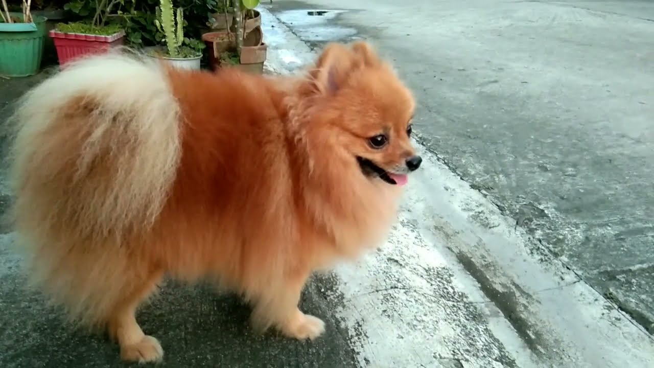 Pomeranian Walking Outside