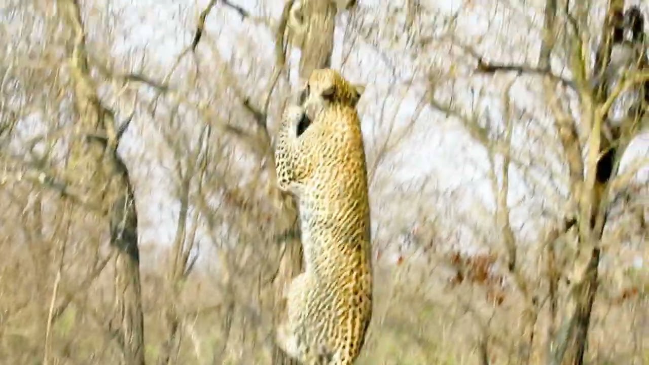 Leopard vs Squirrel - unedited