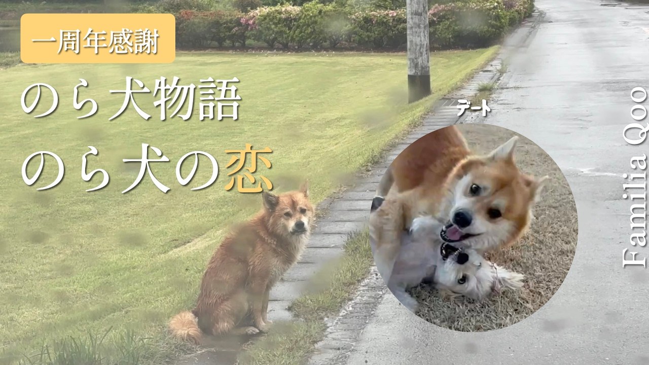 【一周年感謝】のら犬物語「のら犬の恋」2/7【M.ダックスと近所ののら犬】
