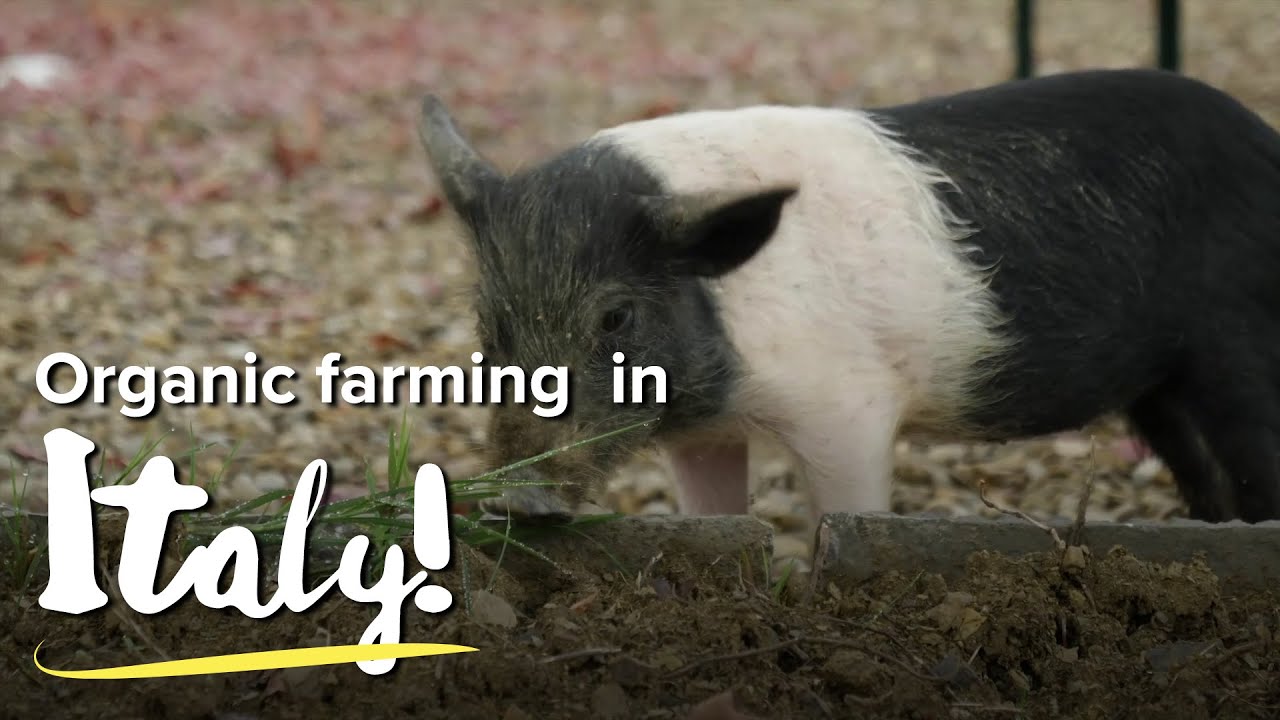 Organic farming in Tuscany, Italy | Behind The Bucket List Extended Clip