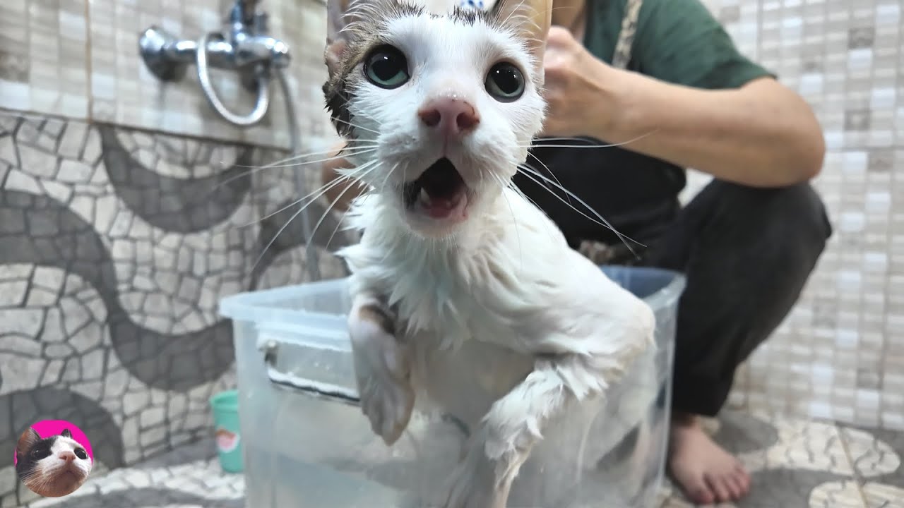 Я искупал кота, у которого были блохи, а потом он не хотел вылезать из ванны, потому что...