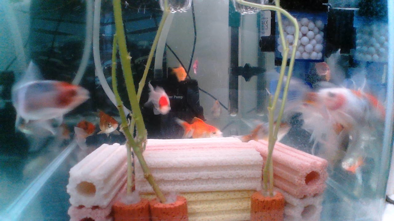 Please Watch My Aquarium Fish Tank...