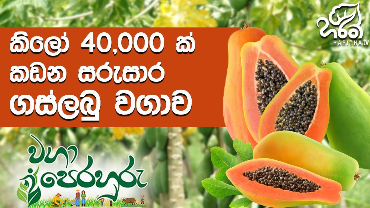 හරියට වගා කළොත් ලොකු අස්වැන්නක් ගන්න පුළුවන් රෙඩ් ලේඩි ගස්ලබු | Haritha Tv | Waga Perahuru | Gaslabu