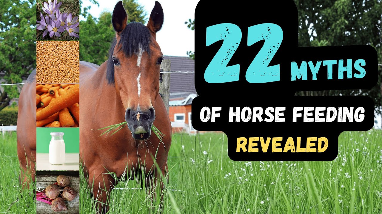 Some Are Even Dangerous For Your Horses Health: 22  Feeding Myths Revealed
