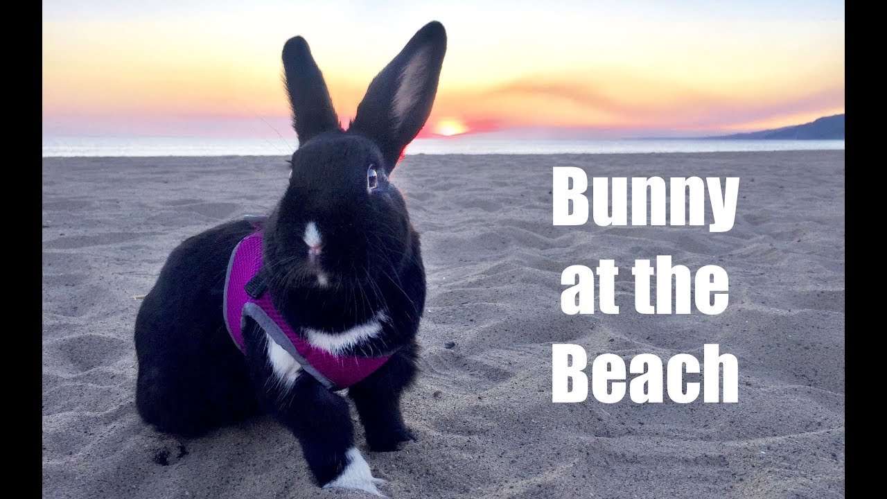 Rabbit Goes to the Beach!